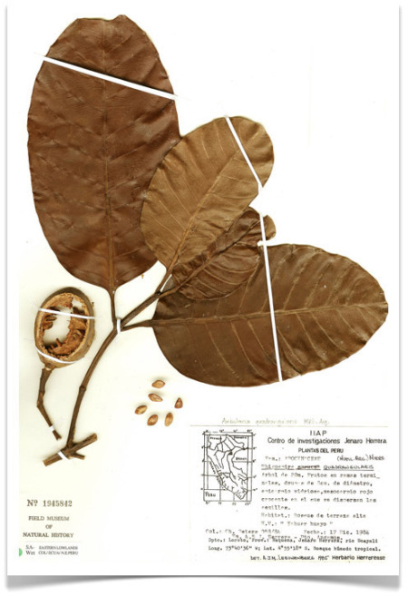 specimen herbarium